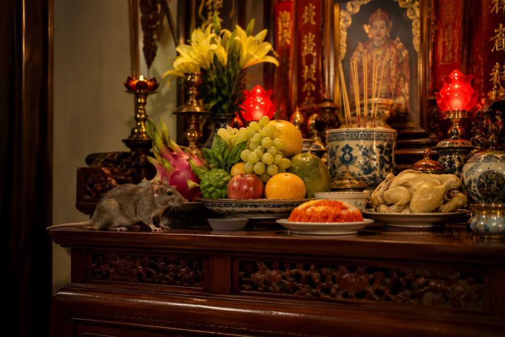 chuột phá bàn thờ gia tiên có sao không, rat & pest oust