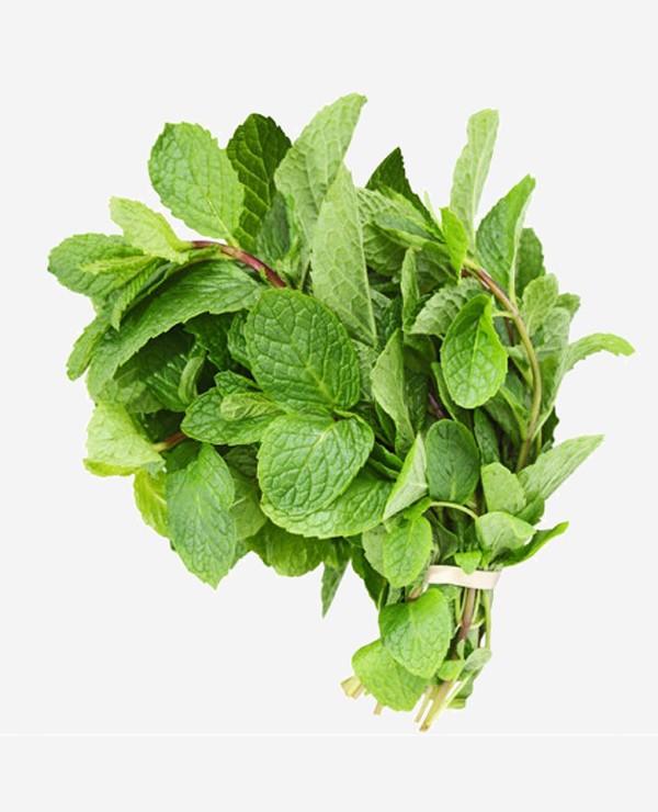 cách đuổi chuột bằng rau húng lủi