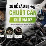 xe để lâu bị chuột cắn chỗ nào, engine cleaner