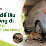 Xe để lâu không đi có dễ bị chuột phá không? engine cleaner