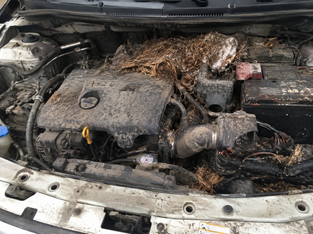 cách chống chuột cho xe mới mua không bị chuột, engine cleaner