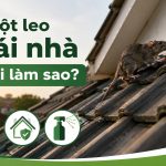 Chuột leo mái nhà phải làm sao?