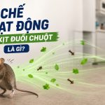 Cơ chế hoạt động của xịt đuổi chuột là gì?