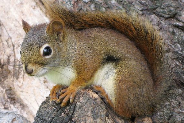 Nuôi sóc có đuổi được chuột không? rat & pest oust