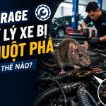 Garage xử lý xe bị chuột phá như thế nào? engine cleaner