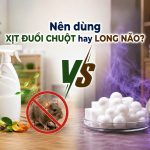 Nên dùng xịt đuổi chuột hay long não