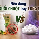 Nên dùng xịt đuổi chuột hay long não?