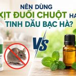 Nên dùng xịt đuổi chuột hay tinh dầu bạc hà? 