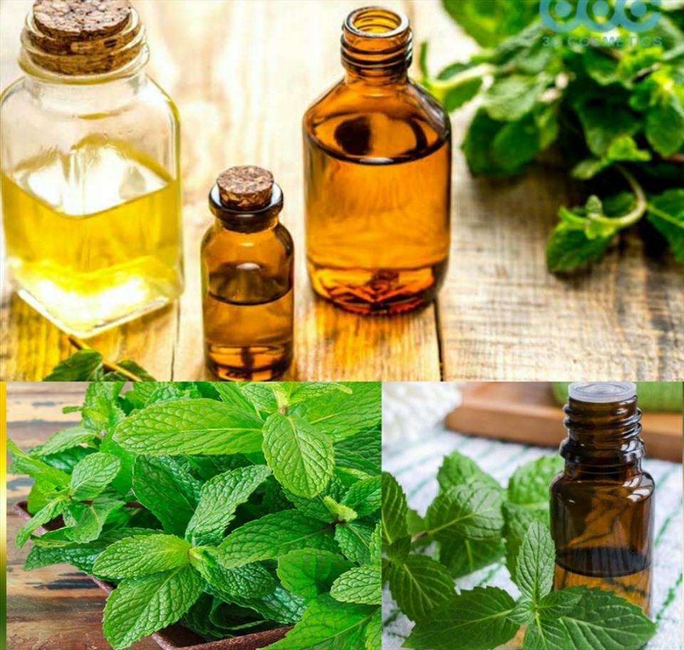 Nên dùng xịt đuổi chuột hay tinh dầu bạc hà? 