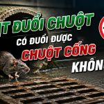 Xịt đuổi chuột có đuổi được chuột cống không?