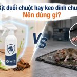 Xịt đuổi chuột hay keo dính chuột: Nên dùng gì?