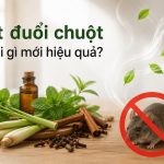 Xịt đuổi chuột mùi gì mới hiệu quả?