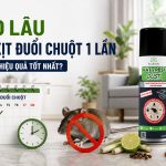 Bao lâu nên xịt đuổi chuột 1 lần để đạt hiệu quả tốt nhất?