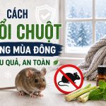 Cách đuổi chuột trong mùa đông hiệu quả, an toàn 