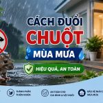 Cách đuổi chuột mùa mưa hiệu quả, an toàn 