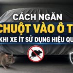 Cách ngăn chuột vào ô tô khi xe ít sử dụng hiệu quả 