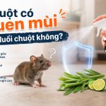 Chuột có quen mùi xịt đuổi chuột không?