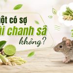 Chuột có sợ mùi chanh sả không? 