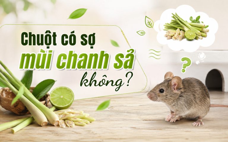 Chuột có sợ mùi chanh sả không? 