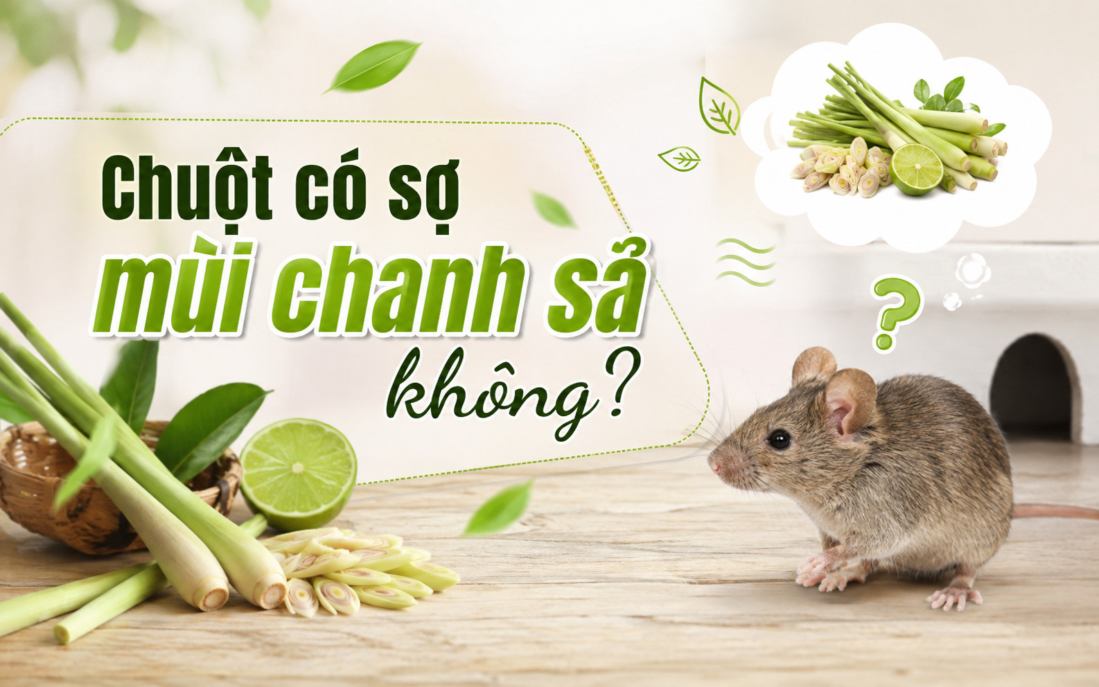 Chuột có sợ mùi chanh sả không? 
