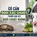 có cần dọn xác chuột trước khi xịt đuổi chuột