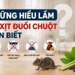 Những hiểu lầm về xịt đuổi chuột cần biết