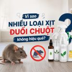 Vì sao nhiều loại xịt đuổi chuột không hiệu quả?