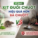 Vì sao xịt đuổi chuột hiệu quả hơn bả chuột? 
