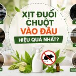 Xịt đuổi chuột vào đâu hiệu quả nhất?