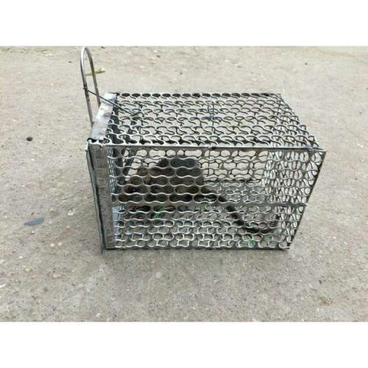 Nên dùng xịt chuột ô tô hay bẫy chuột? 