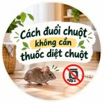 Cách đuổi chuột không cần thuốc diệt chuột 