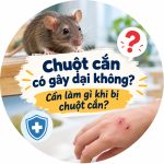 chuột cắn có gây dại không