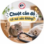 Chuột cắn đồ có xui xẻo không? 