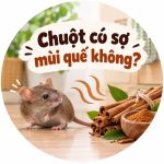 Chuột có sợ mùi quế không?