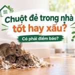 Chuột đẻ trong nhà tốt hay xấu? Có phải điềm báo