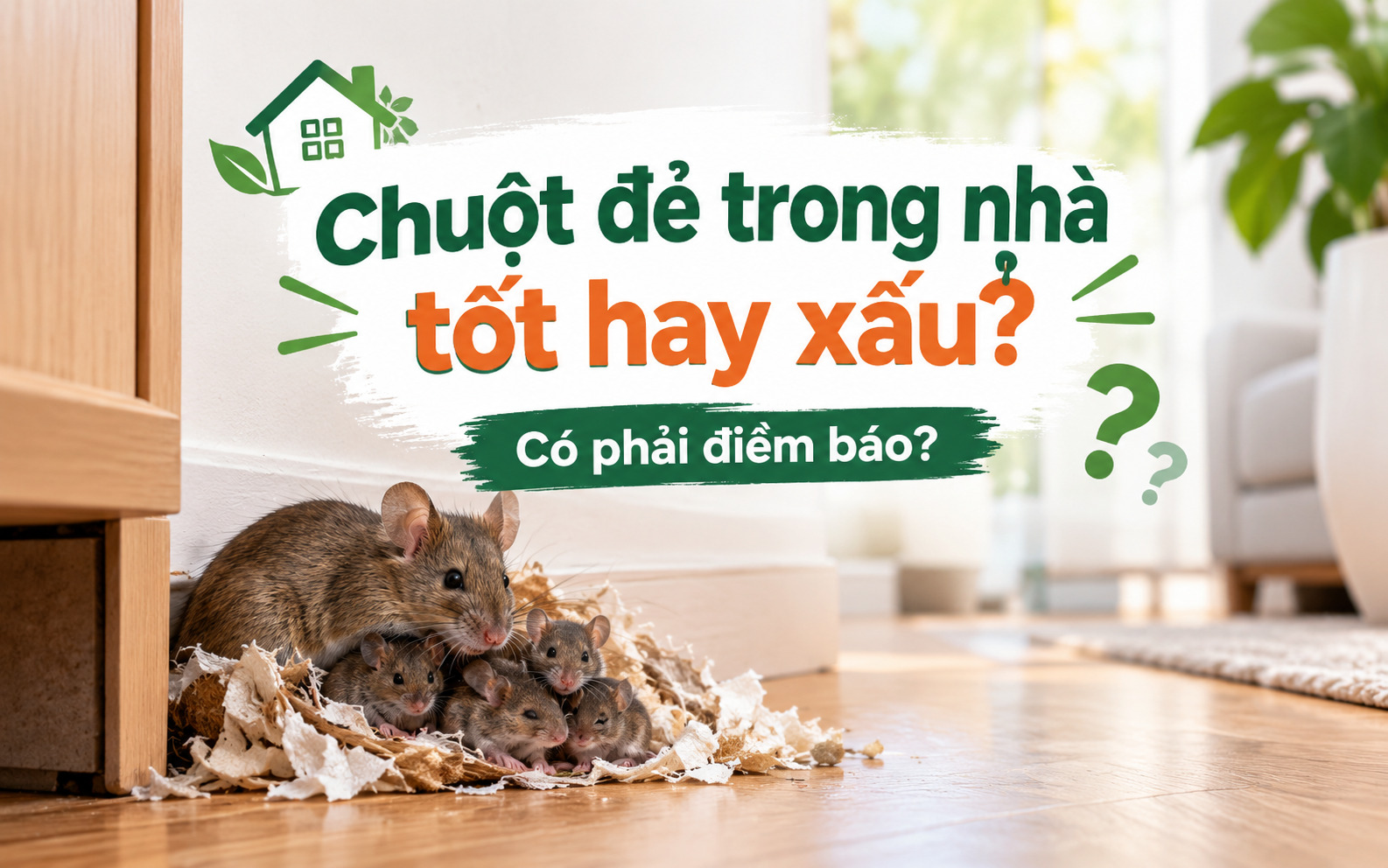 Chuột đẻ trong nhà tốt hay xấu? Có phải điềm báo