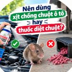 Nên dùng xịt chống chuột ô tô hay thuốc diệt chuột?