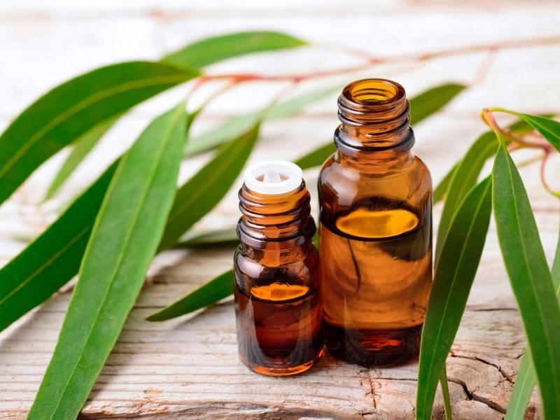 nên dùng xịt chống chuột hay tinh dầu đuổi chuột