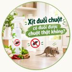 Xịt đuổi chuột có đuổi được chuột thật không? 