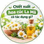 Chiết xuất hoa cúc La Mã có tác dụng gì?