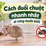 Cách đuổi chuột nhanh nhất ai cũng muốn biết
