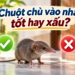 Chuột chù vào nhà tốt hay xấu?