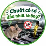 Chuột có sợ dầu nhớt không? 