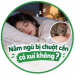 Nằm ngủ bị chuột cắn có xui không?