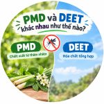 PMD và DEET khác nhau như thế nào?