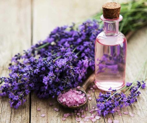 Tinh dầu oải hương có đuổi muỗi không? 